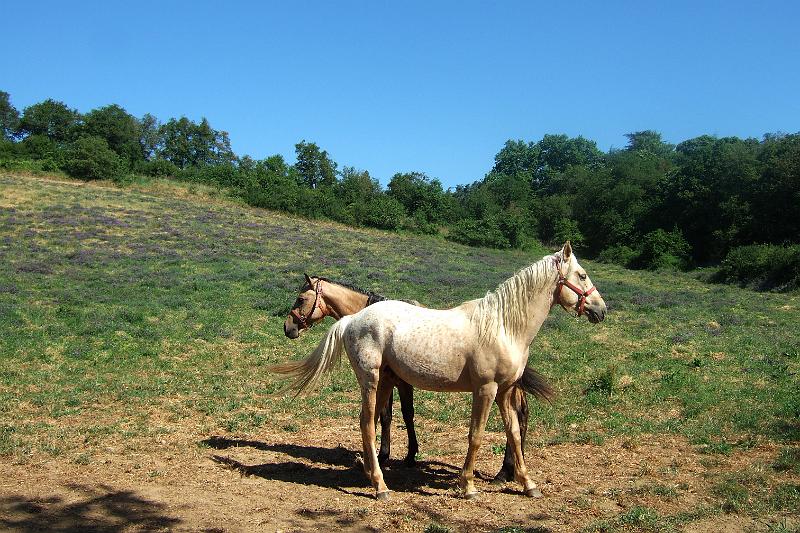 2011-05- (262).JPG